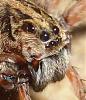 Wolf Spider 5-29-08 7eyes.JPG